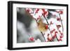 Northern Cardinal female on Common Winterberry in winter, Marion, Illinois, USA.-Richard & Susan Day-Framed Photographic Print