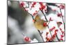 Northern Cardinal female on Common Winterberry in winter, Marion, Illinois, USA.-Richard & Susan Day-Mounted Photographic Print