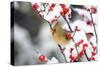 Northern Cardinal female on Common Winterberry in winter, Marion, Illinois, USA.-Richard & Susan Day-Stretched Canvas