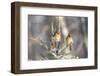 Northern cardinal females in spruce tree in winter snow, Marion County, Illinois.-Richard & Susan Day-Framed Photographic Print