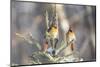 Northern cardinal females in spruce tree in winter snow, Marion County, Illinois.-Richard & Susan Day-Mounted Photographic Print