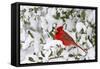 Northern Cardinal in American Holly in Winter, Marion, Illinois, Usa-Richard ans Susan Day-Framed Stretched Canvas