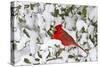 Northern Cardinal in American Holly in Winter, Marion, Illinois, Usa-Richard ans Susan Day-Stretched Canvas