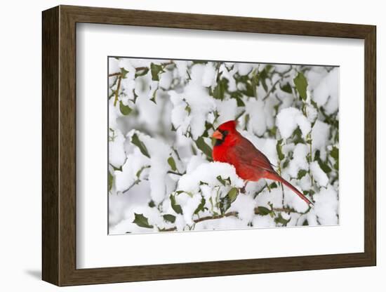 Northern Cardinal in American Holly in Winter, Marion, Illinois, Usa-Richard ans Susan Day-Framed Photographic Print