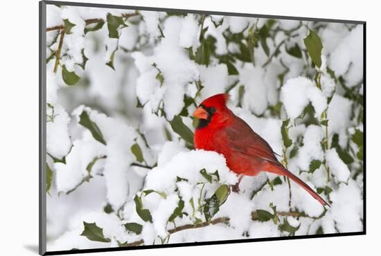 Northern Cardinal in American Holly in Winter, Marion, Illinois, Usa-Richard ans Susan Day-Mounted Photographic Print