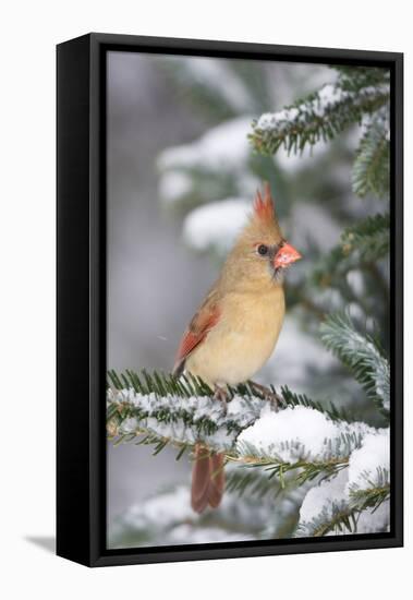 Northern Cardinal in Balsam Fir Tree in Winter, Marion, Illinois, Usa-Richard ans Susan Day-Framed Stretched Canvas