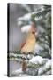 Northern Cardinal in Balsam Fir Tree in Winter, Marion, Illinois, Usa-Richard ans Susan Day-Stretched Canvas