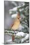 Northern Cardinal in Balsam Fir Tree in Winter, Marion, Illinois, Usa-Richard ans Susan Day-Mounted Photographic Print