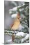 Northern Cardinal in Balsam Fir Tree in Winter, Marion, Illinois, Usa-Richard ans Susan Day-Mounted Photographic Print