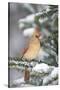 Northern Cardinal in Balsam Fir Tree in Winter, Marion, Illinois, Usa-Richard ans Susan Day-Stretched Canvas