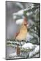 Northern Cardinal in Balsam Fir Tree in Winter, Marion, Illinois, Usa-Richard ans Susan Day-Mounted Photographic Print