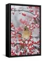 Northern Cardinal in Common Winterberry, Marion, Illinois, Usa-Richard ans Susan Day-Framed Stretched Canvas