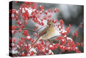 Northern Cardinal in Common Winterberry, Marion, Illinois, Usa-Richard ans Susan Day-Stretched Canvas