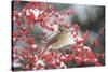 Northern Cardinal in Common Winterberry, Marion, Illinois, Usa-Richard ans Susan Day-Stretched Canvas