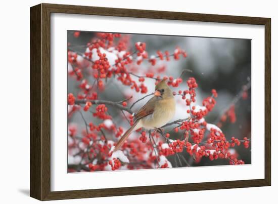 Northern Cardinal in Common Winterberry, Marion, Illinois, Usa-Richard ans Susan Day-Framed Photographic Print