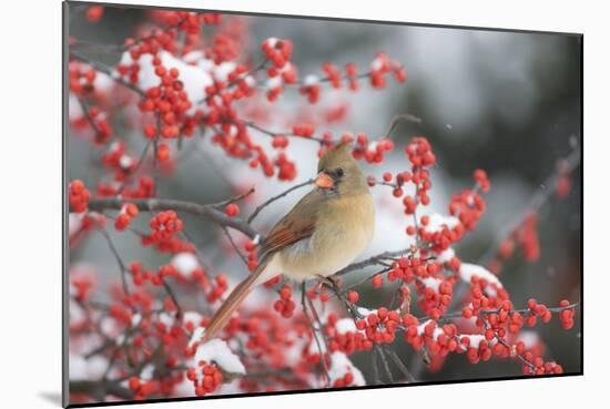 Northern Cardinal in Common Winterberry, Marion, Illinois, Usa-Richard ans Susan Day-Mounted Photographic Print