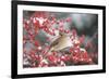 Northern Cardinal in Common Winterberry, Marion, Illinois, Usa-Richard ans Susan Day-Framed Photographic Print