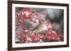 Northern Cardinal in Common Winterberry, Marion, Illinois, Usa-Richard ans Susan Day-Framed Photographic Print