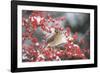 Northern Cardinal in Common Winterberry, Marion, Illinois, Usa-Richard ans Susan Day-Framed Photographic Print