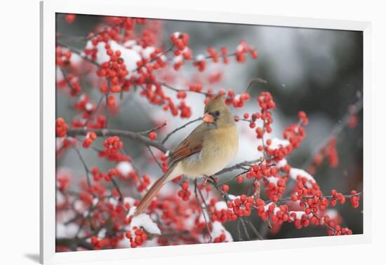 Northern Cardinal in Common Winterberry, Marion, Illinois, Usa-Richard ans Susan Day-Framed Photographic Print