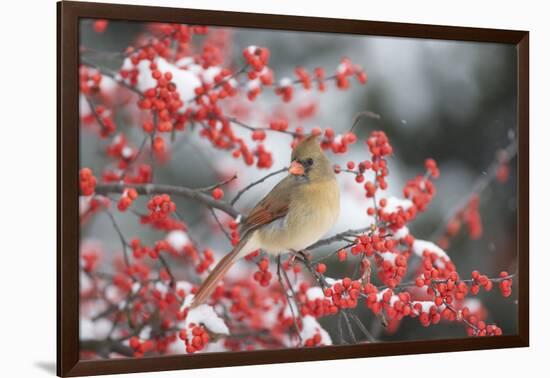 Northern Cardinal in Common Winterberry, Marion, Illinois, Usa-Richard ans Susan Day-Framed Photographic Print