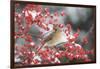 Northern Cardinal in Common Winterberry, Marion, Illinois, Usa-Richard ans Susan Day-Framed Photographic Print