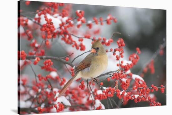 Northern Cardinal in Common Winterberry, Marion, Illinois, Usa-Richard ans Susan Day-Stretched Canvas