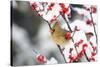 Northern Cardinal in Common Winterberry, Marion, Illinois, Usa-Richard ans Susan Day-Stretched Canvas