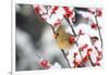 Northern Cardinal in Common Winterberry, Marion, Illinois, Usa-Richard ans Susan Day-Framed Photographic Print