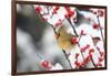 Northern Cardinal in Common Winterberry, Marion, Illinois, Usa-Richard ans Susan Day-Framed Photographic Print