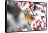 Northern Cardinal in Common Winterberry, Marion, Illinois, Usa-Richard ans Susan Day-Framed Stretched Canvas