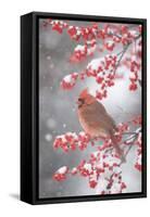 Northern Cardinal in Common Winterberry, Marion, Illinois, Usa-Richard ans Susan Day-Framed Stretched Canvas