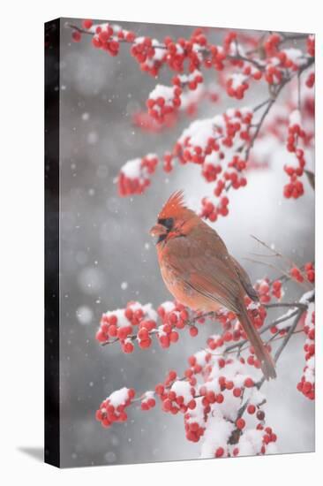 Northern Cardinal in Common Winterberry, Marion, Illinois, Usa-Richard ans Susan Day-Stretched Canvas