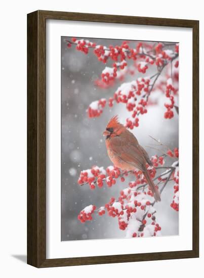 Northern Cardinal in Common Winterberry, Marion, Illinois, Usa-Richard ans Susan Day-Framed Photographic Print