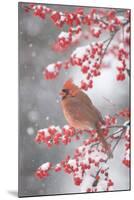 Northern Cardinal in Common Winterberry, Marion, Illinois, Usa-Richard ans Susan Day-Mounted Photographic Print