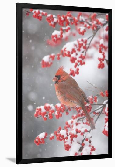 Northern Cardinal in Common Winterberry, Marion, Illinois, Usa-Richard ans Susan Day-Framed Photographic Print