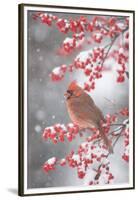 Northern Cardinal in Common Winterberry, Marion, Illinois, Usa-Richard ans Susan Day-Framed Premium Photographic Print