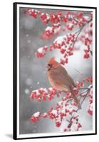 Northern Cardinal in Common Winterberry, Marion, Illinois, Usa-Richard ans Susan Day-Framed Premium Photographic Print