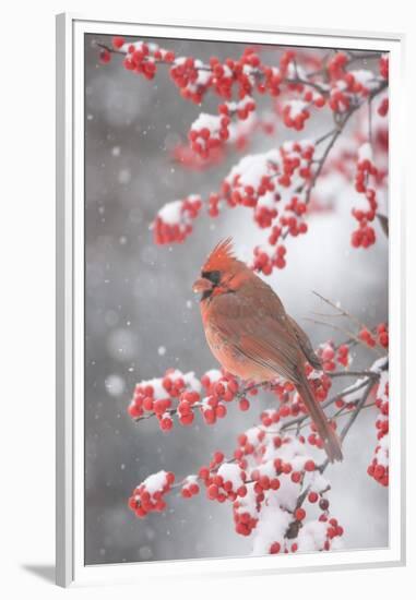 Northern Cardinal in Common Winterberry, Marion, Illinois, Usa-Richard ans Susan Day-Framed Premium Photographic Print