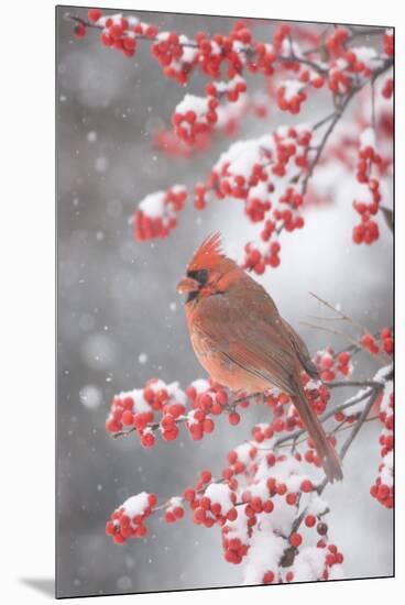 Northern Cardinal in Common Winterberry, Marion, Illinois, Usa-Richard ans Susan Day-Mounted Premium Photographic Print