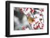 Northern Cardinal in Common Winterberry, Marion, Illinois, Usa-Richard ans Susan Day-Framed Photographic Print