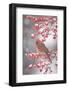 Northern Cardinal in Common Winterberry, Marion, Illinois, Usa-Richard ans Susan Day-Framed Photographic Print