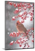 Northern Cardinal in Common Winterberry, Marion, Illinois, Usa-Richard ans Susan Day-Mounted Photographic Print