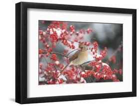 Northern Cardinal in Common Winterberry, Marion, Illinois, Usa-Richard ans Susan Day-Framed Photographic Print