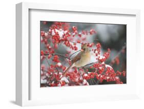 Northern Cardinal in Common Winterberry, Marion, Illinois, Usa-Richard ans Susan Day-Framed Photographic Print