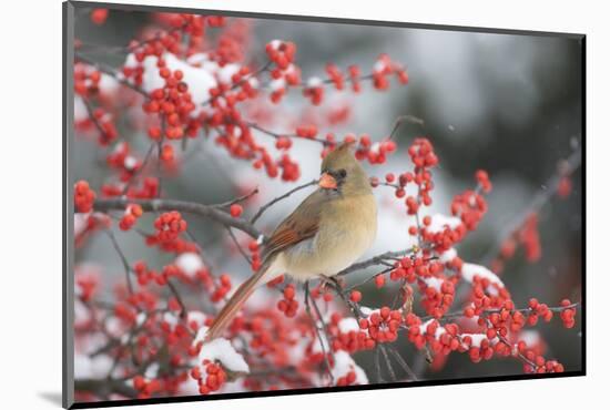 Northern Cardinal in Common Winterberry, Marion, Illinois, Usa-Richard ans Susan Day-Mounted Photographic Print