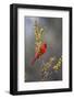 Northern cardinal in habitat.-Larry Ditto-Framed Photographic Print