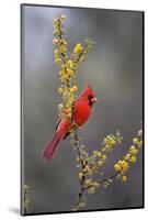 Northern cardinal in habitat.-Larry Ditto-Mounted Photographic Print