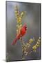 Northern cardinal in habitat.-Larry Ditto-Mounted Photographic Print