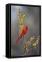 Northern cardinal in habitat.-Larry Ditto-Framed Stretched Canvas